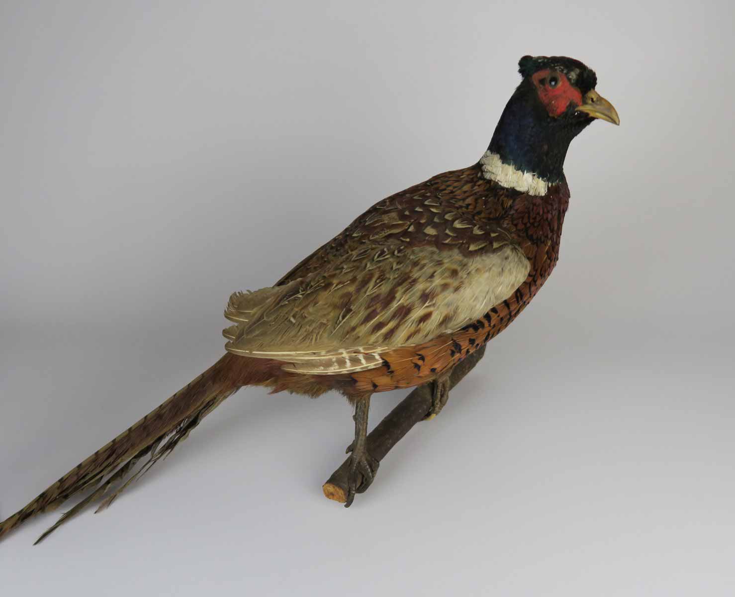 Vycpaný bažant